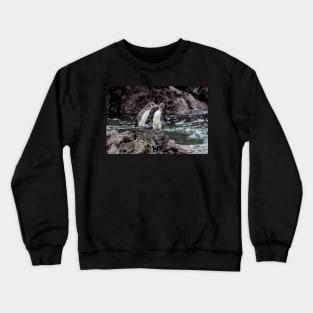 Galapagos Penguins Crewneck Sweatshirt